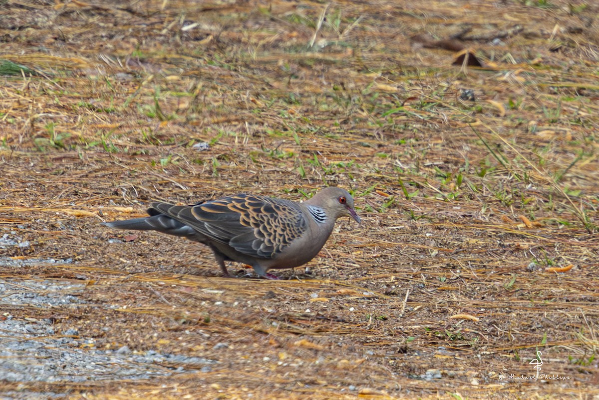 金背鳩 - ML652608480