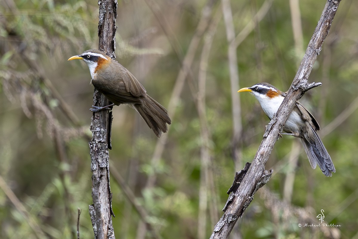 White-browed Scimitar-Babbler - ML652608505