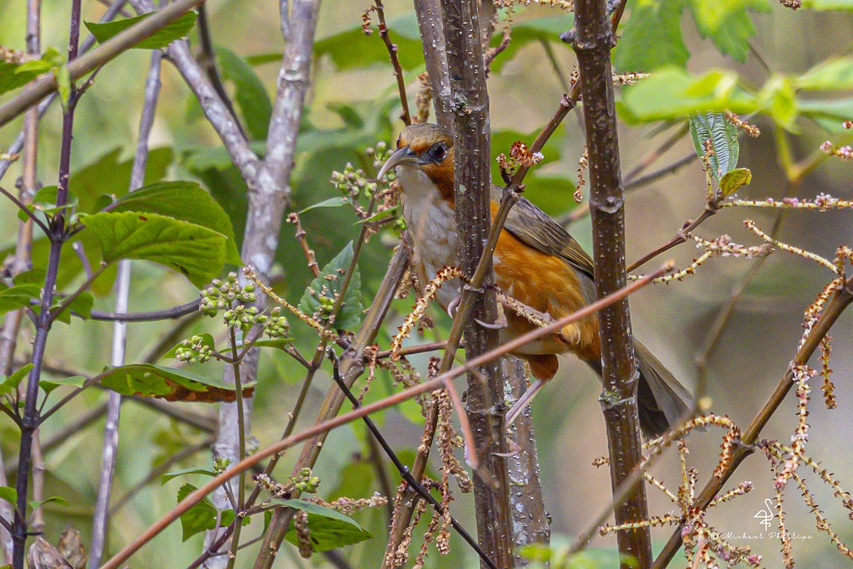 Red-eyed Scimitar-Babbler - ML652608506