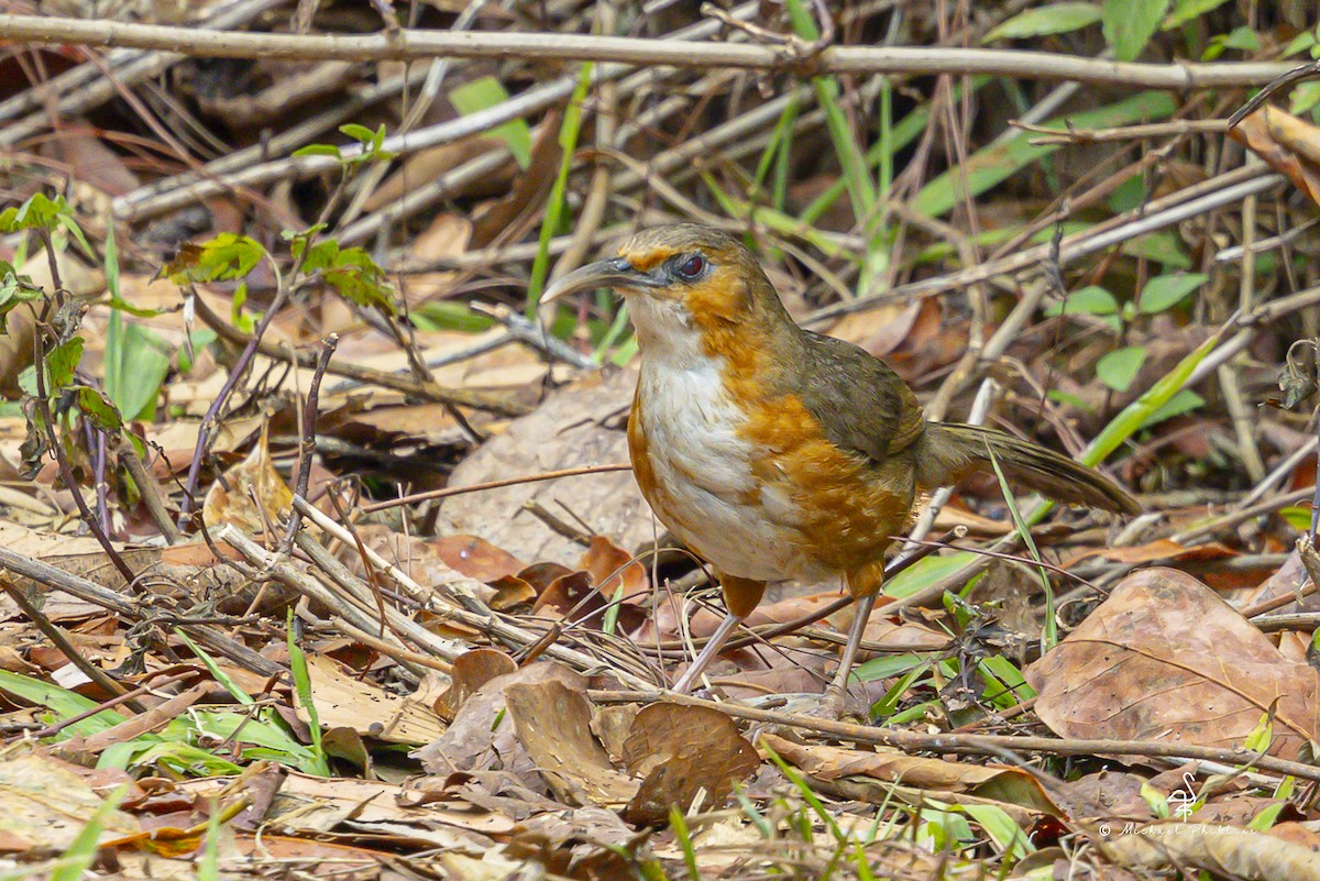 Red-eyed Scimitar-Babbler - ML652608507
