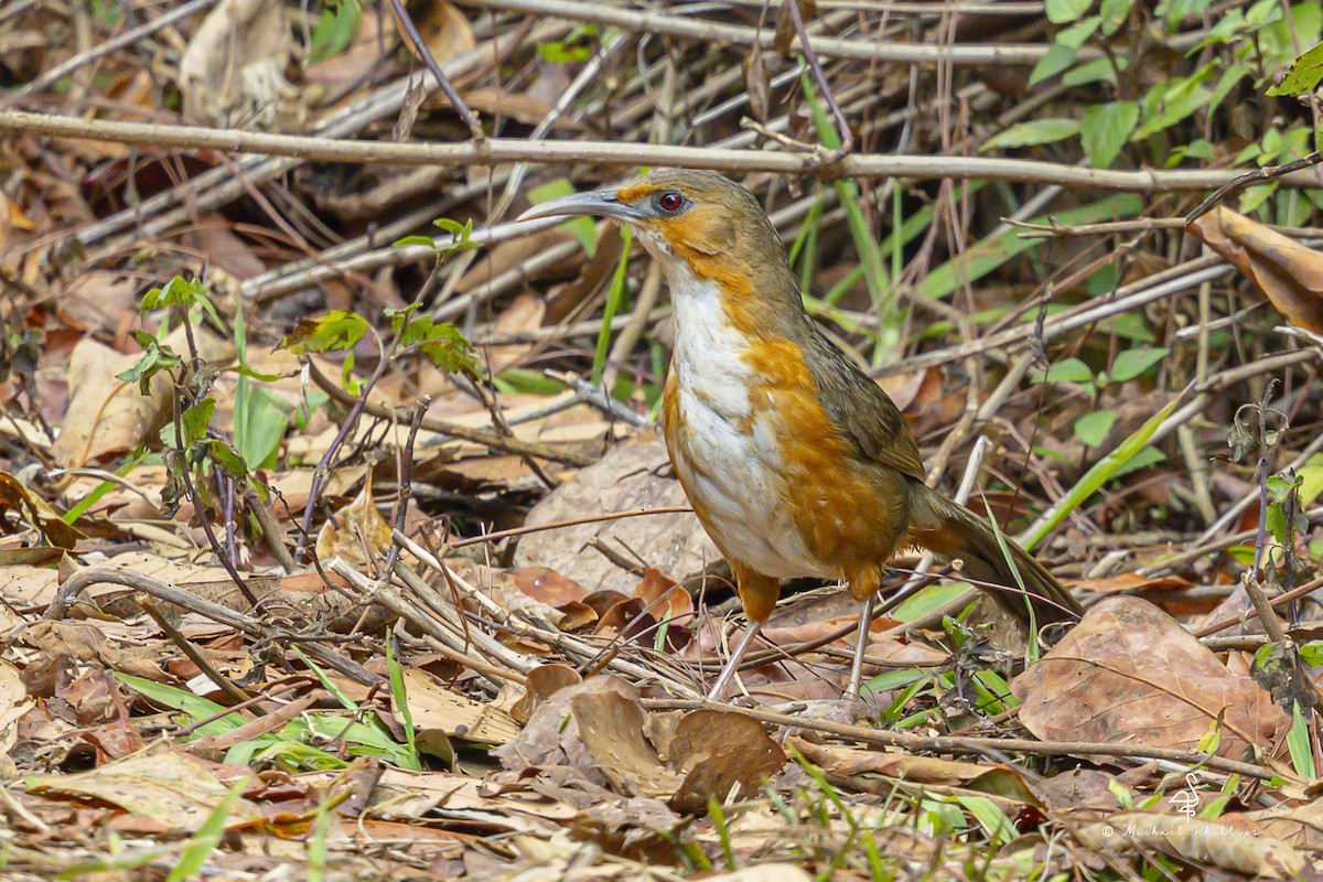 Red-eyed Scimitar-Babbler - ML652608508
