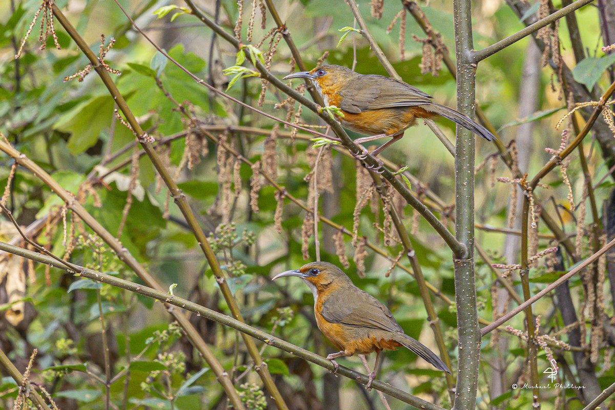 Red-eyed Scimitar-Babbler - ML652608524