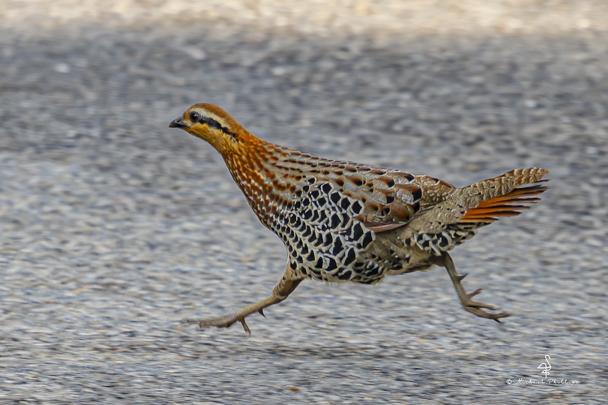 Mountain Bamboo-Partridge - ML652608531