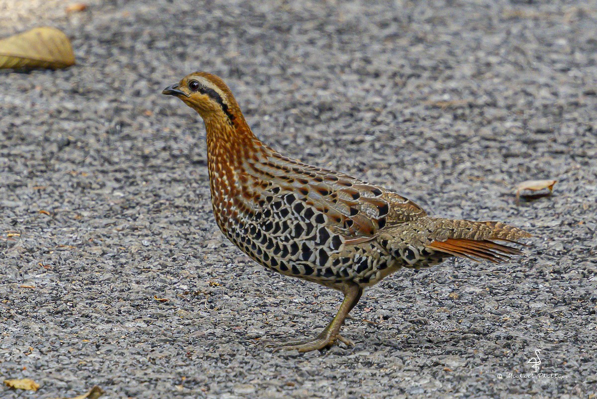 Mountain Bamboo-Partridge - ML652608532