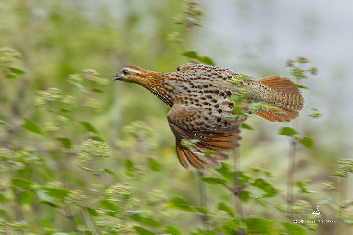 Mountain Bamboo-Partridge - ML652608534