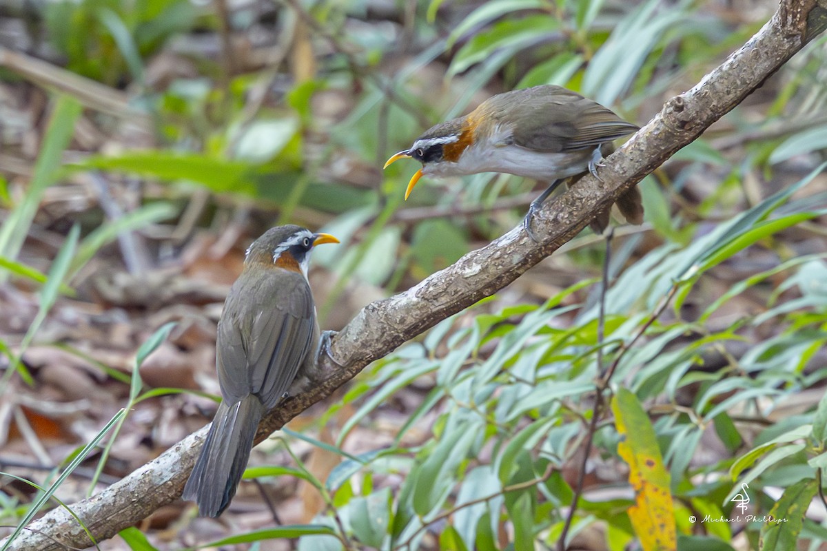 White-browed Scimitar-Babbler - ML652608550