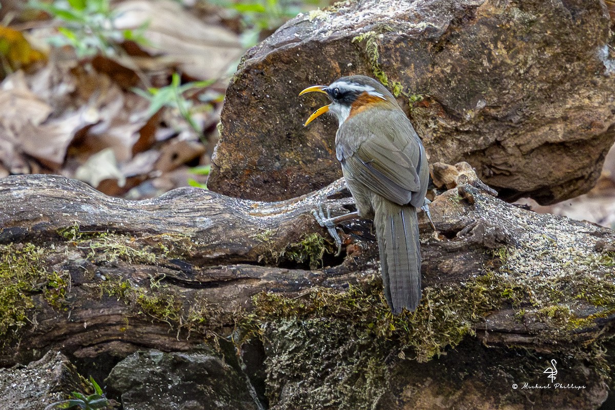 White-browed Scimitar-Babbler - ML652608551