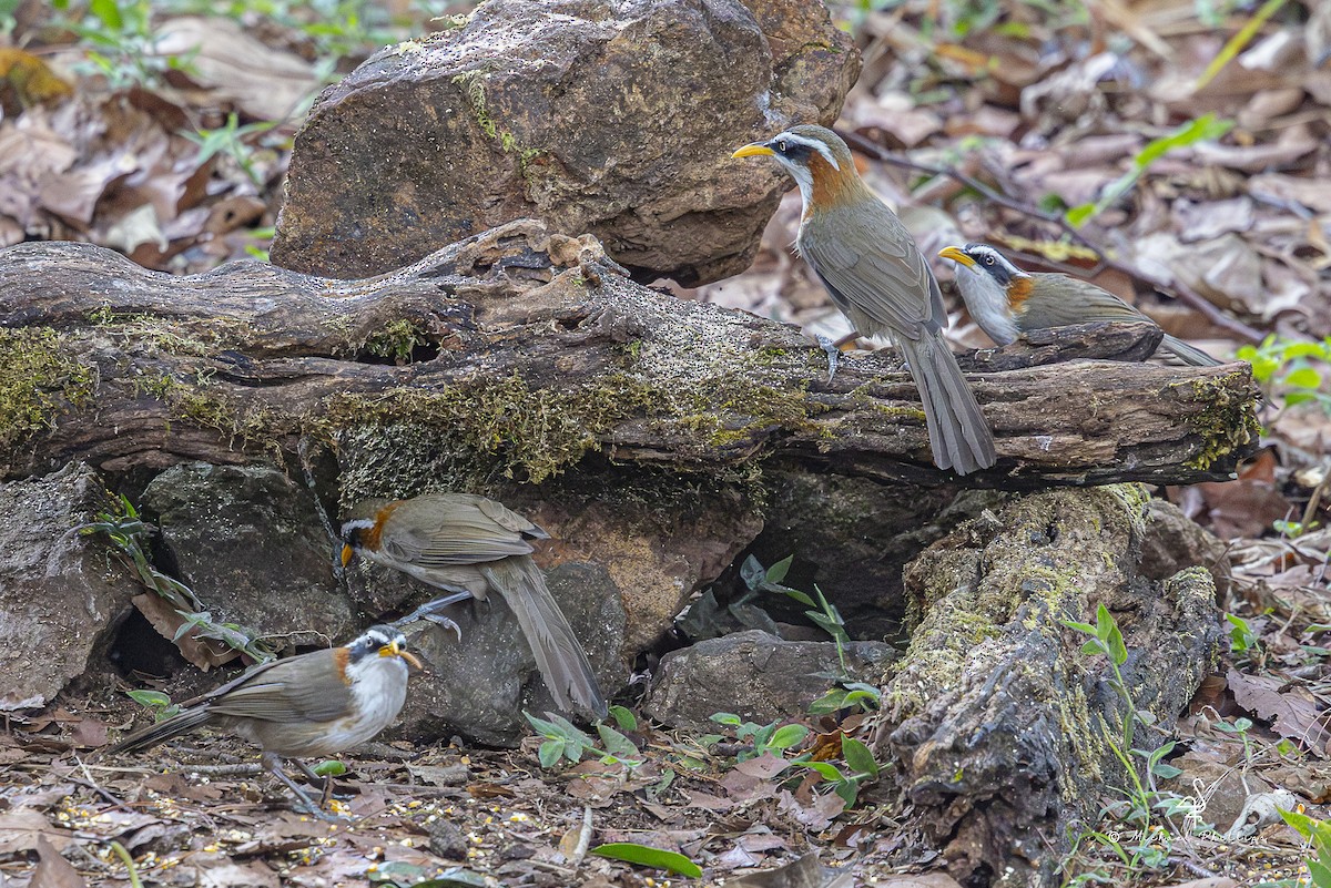 White-browed Scimitar-Babbler - ML652608552