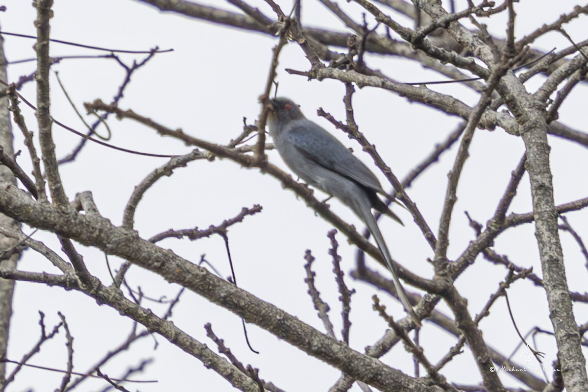 灰卷尾(leucophaeus群) - ML652608565