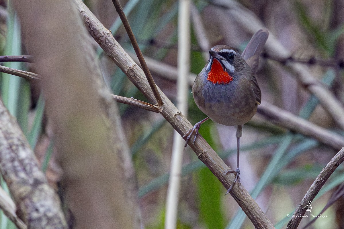 野鴝 - ML652608569