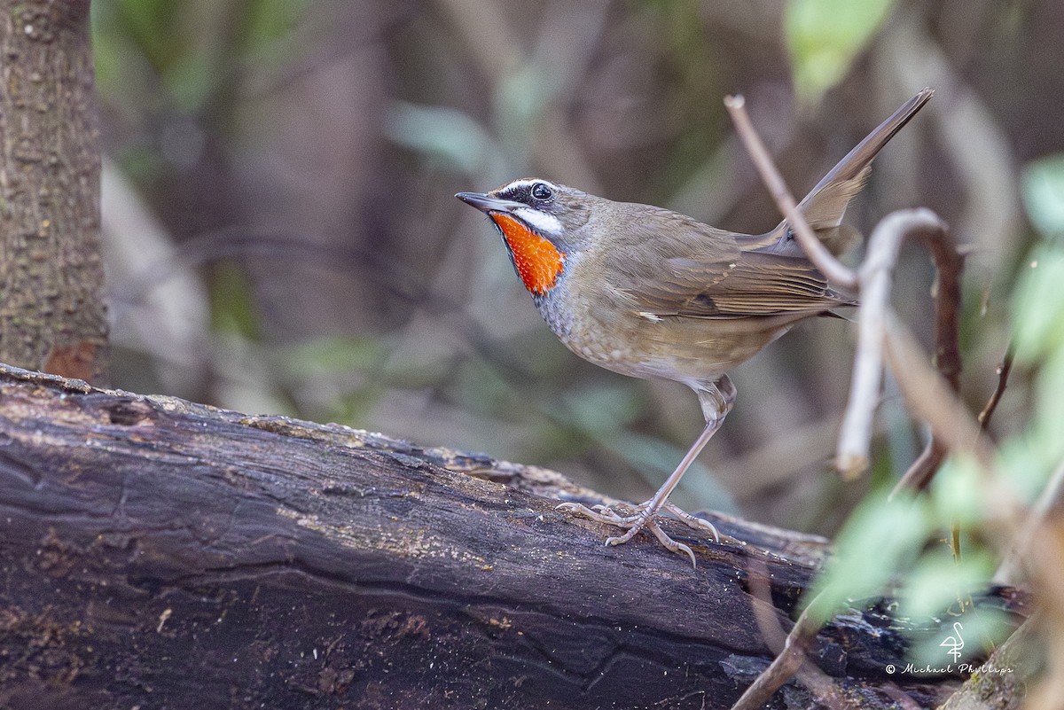 野鴝 - ML652608570