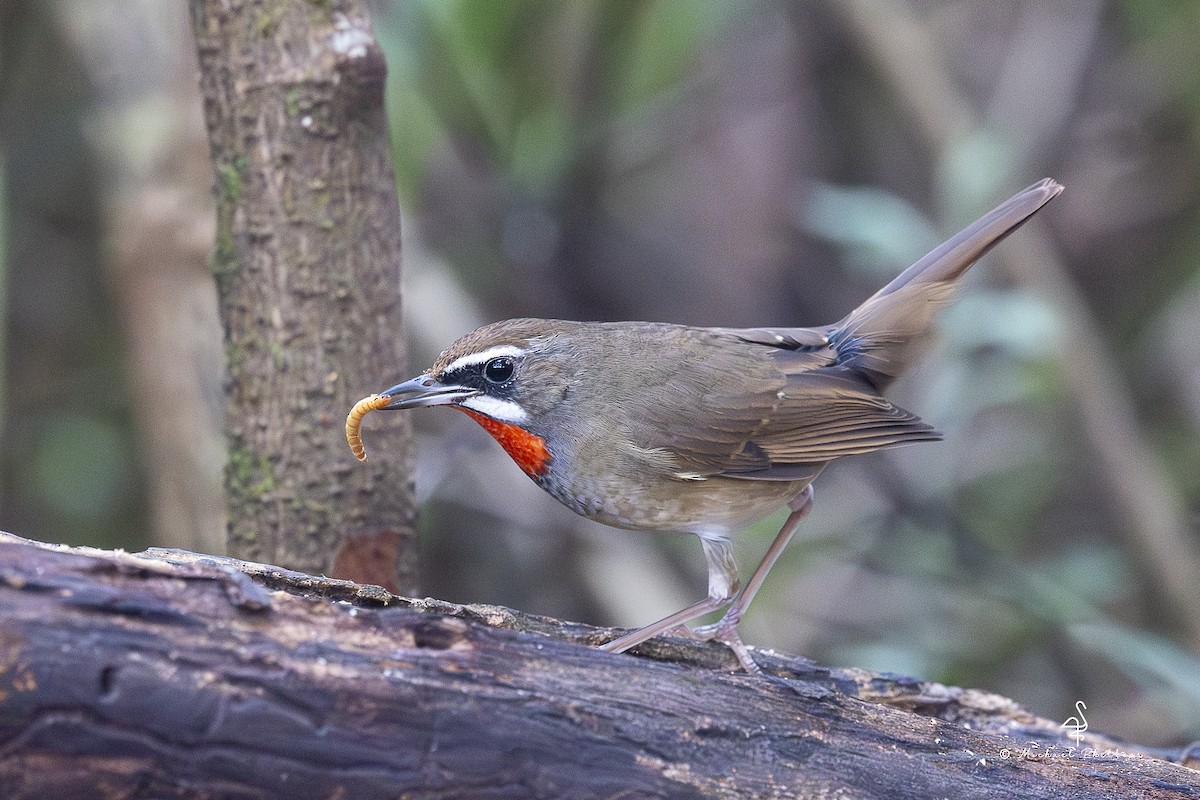 野鴝 - ML652608571