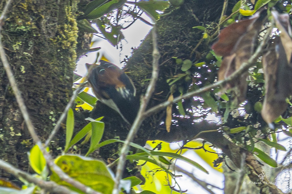 Rufous-backed Sibia (Rufous-backed) - ML652608587