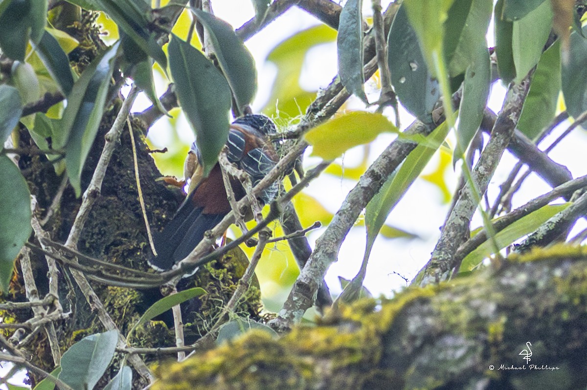 Rufous-backed Sibia (Rufous-backed) - ML652608588