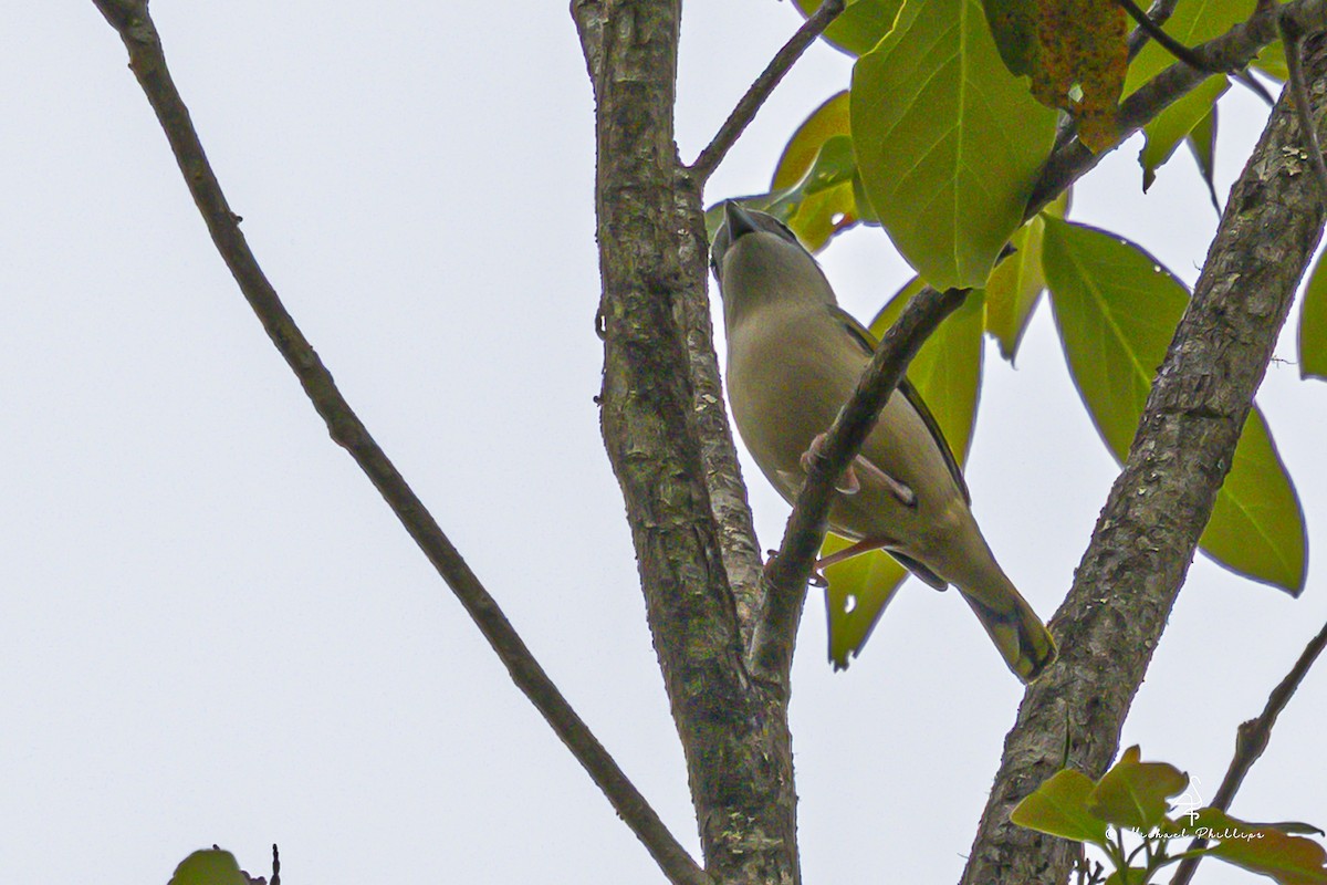 White-browed Shrike-Babbler (Blyth's) - ML652608659