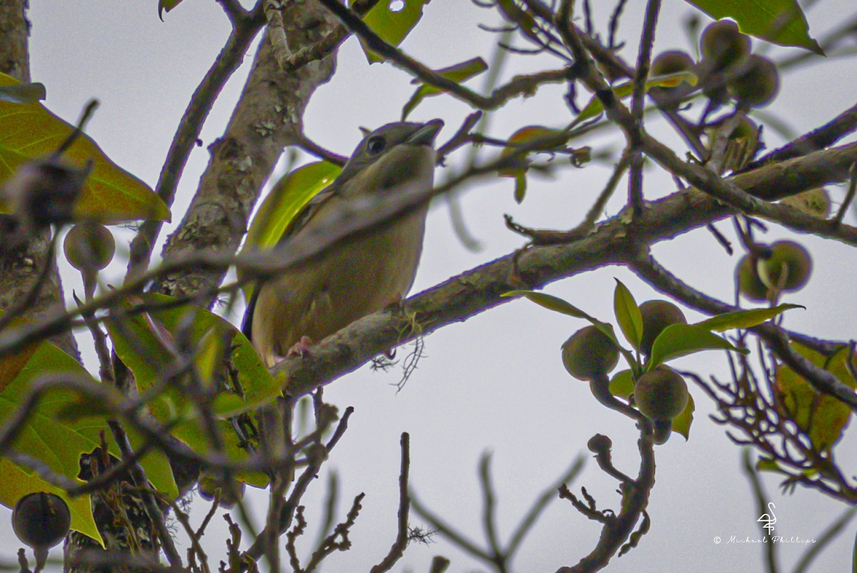White-browed Shrike-Babbler (Blyth's) - ML652608660