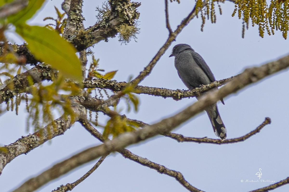 黑翅山椒鳥 - ML652608684