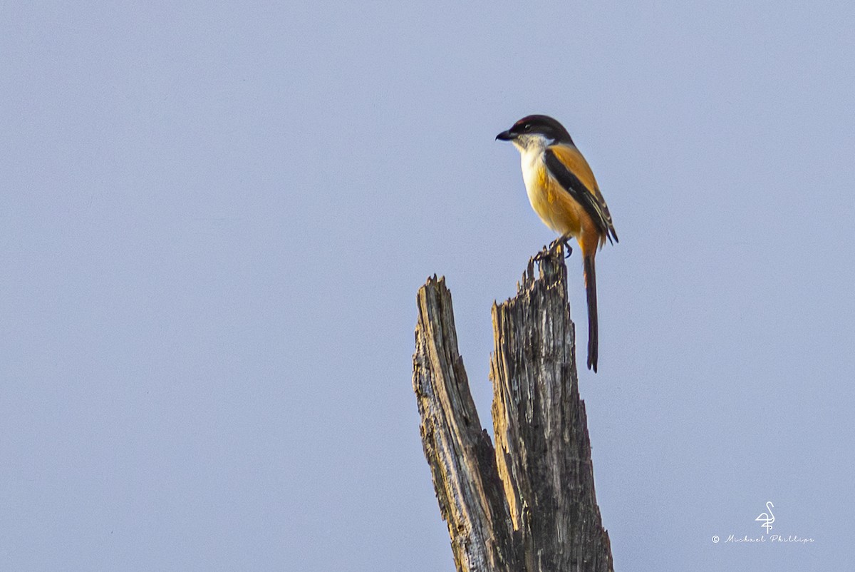 棕背伯勞(tricolor/longicaudatus) - ML652608692