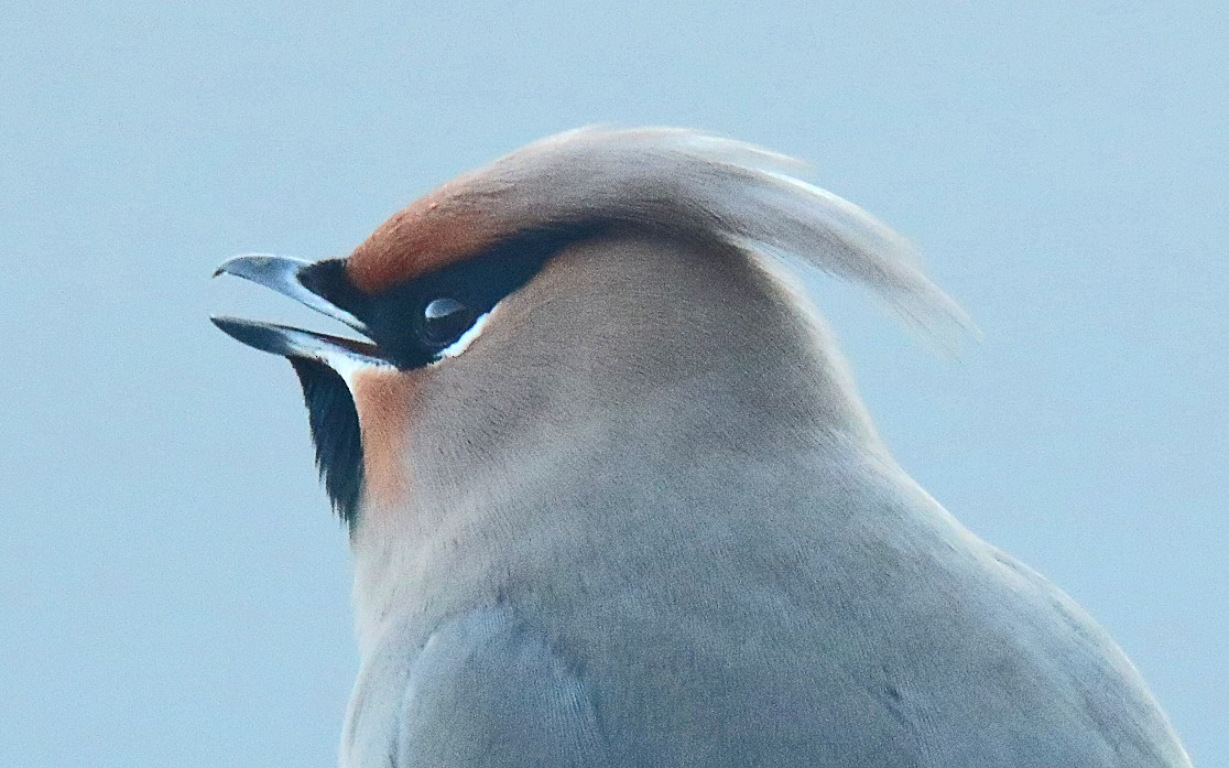 brkoslav severní - ML652608773