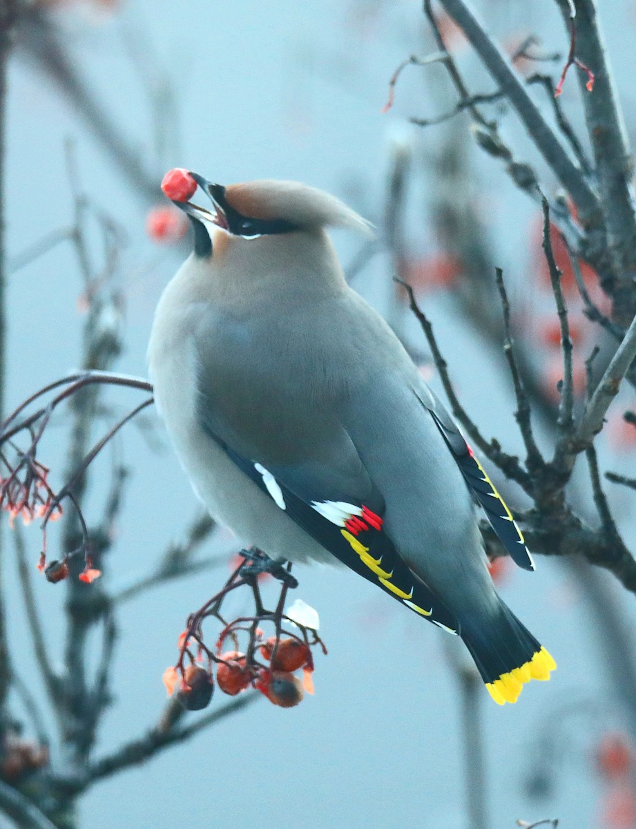 brkoslav severní - ML652608774