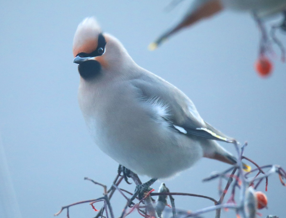 brkoslav severní - ML652608775