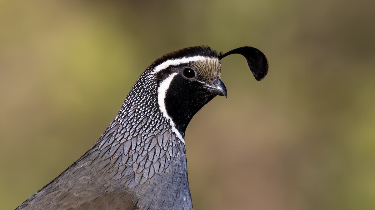 カンムリウズラ - ML652608873