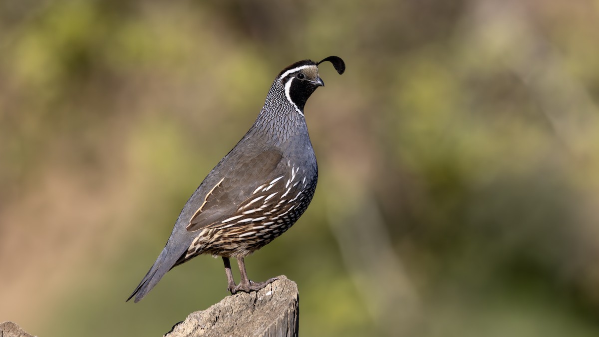 カンムリウズラ - ML652608874