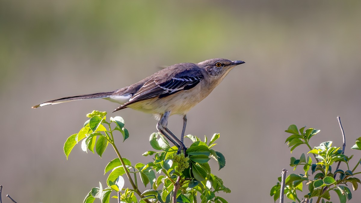 マネシツグミ - ML652608888