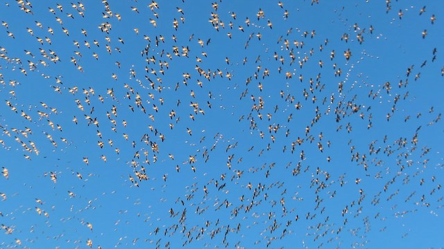 Цасны галуу - ML652608947