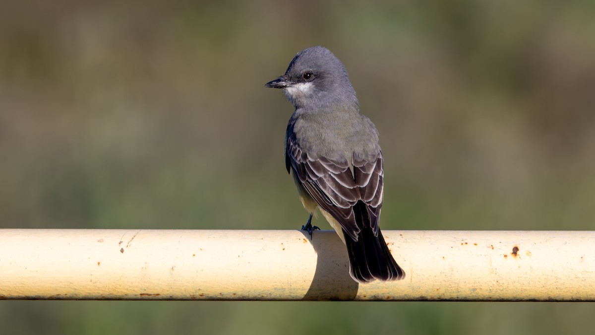 ハシボソタイランチョウ - ML652609038