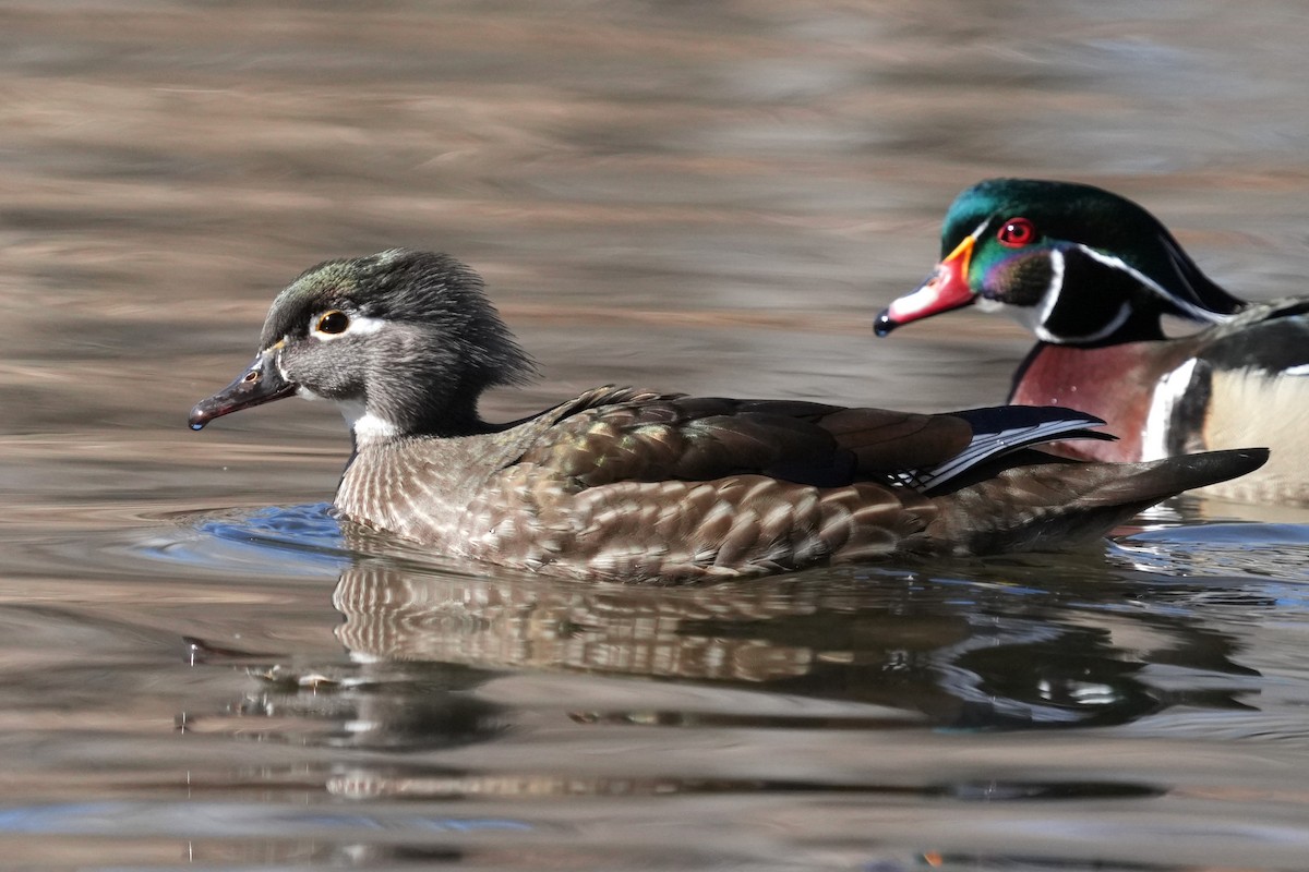 Каролинская утка - ML652609256