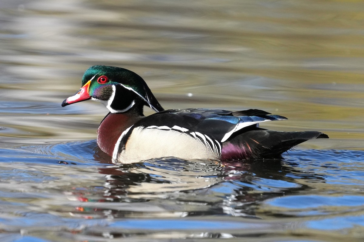 Каролинская утка - ML652609257