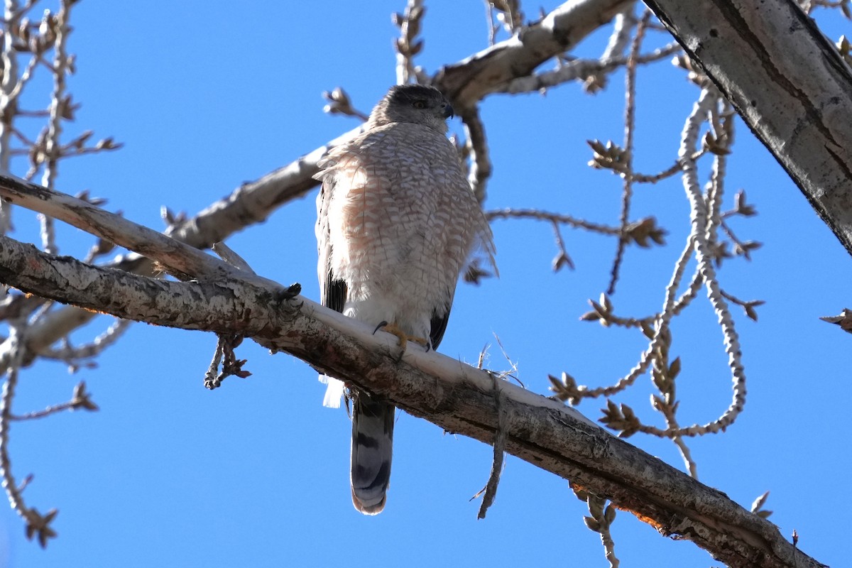 Куперов ястреб - ML652609258