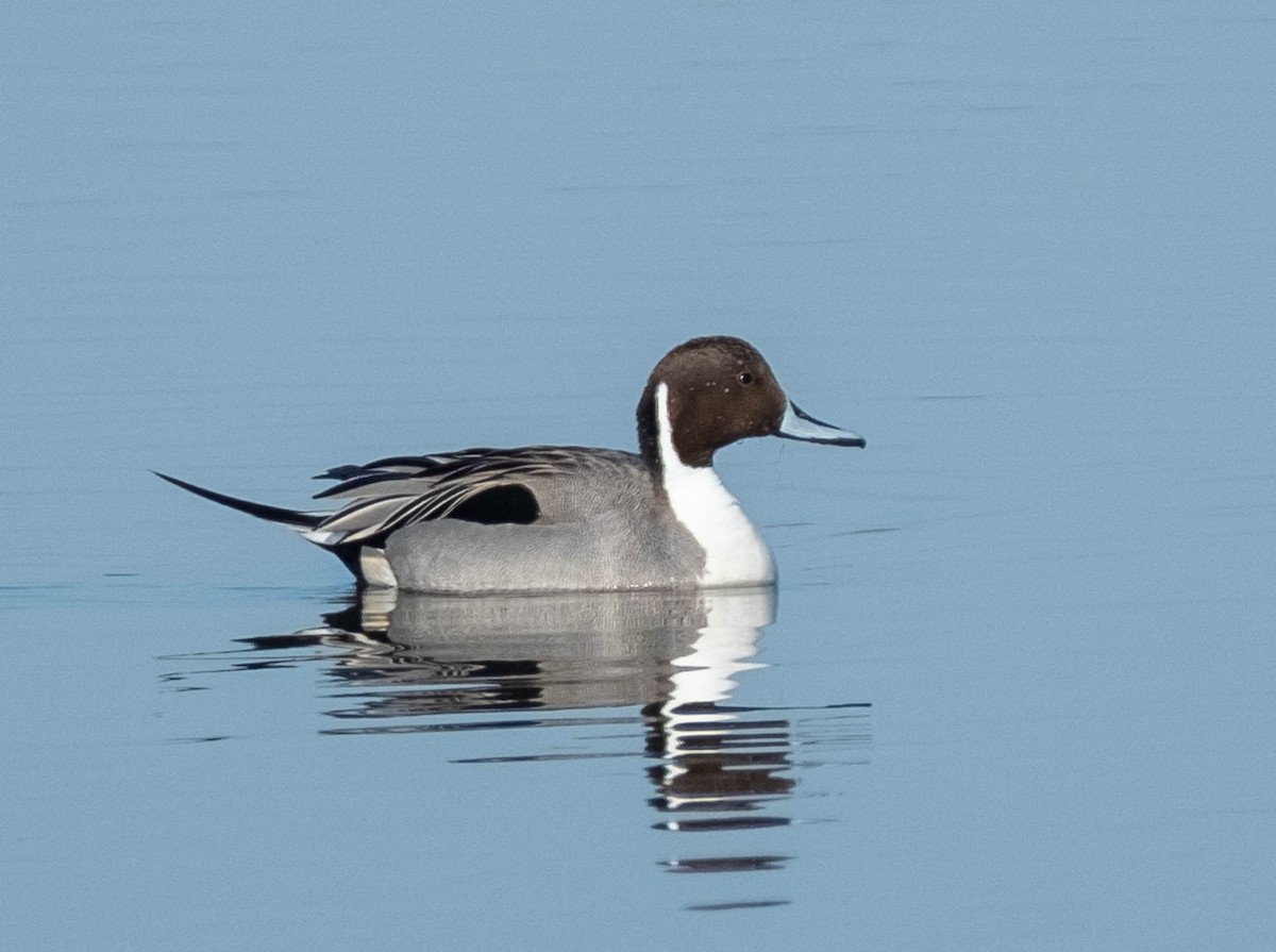 Шовтгор алаг нугас - ML652609322