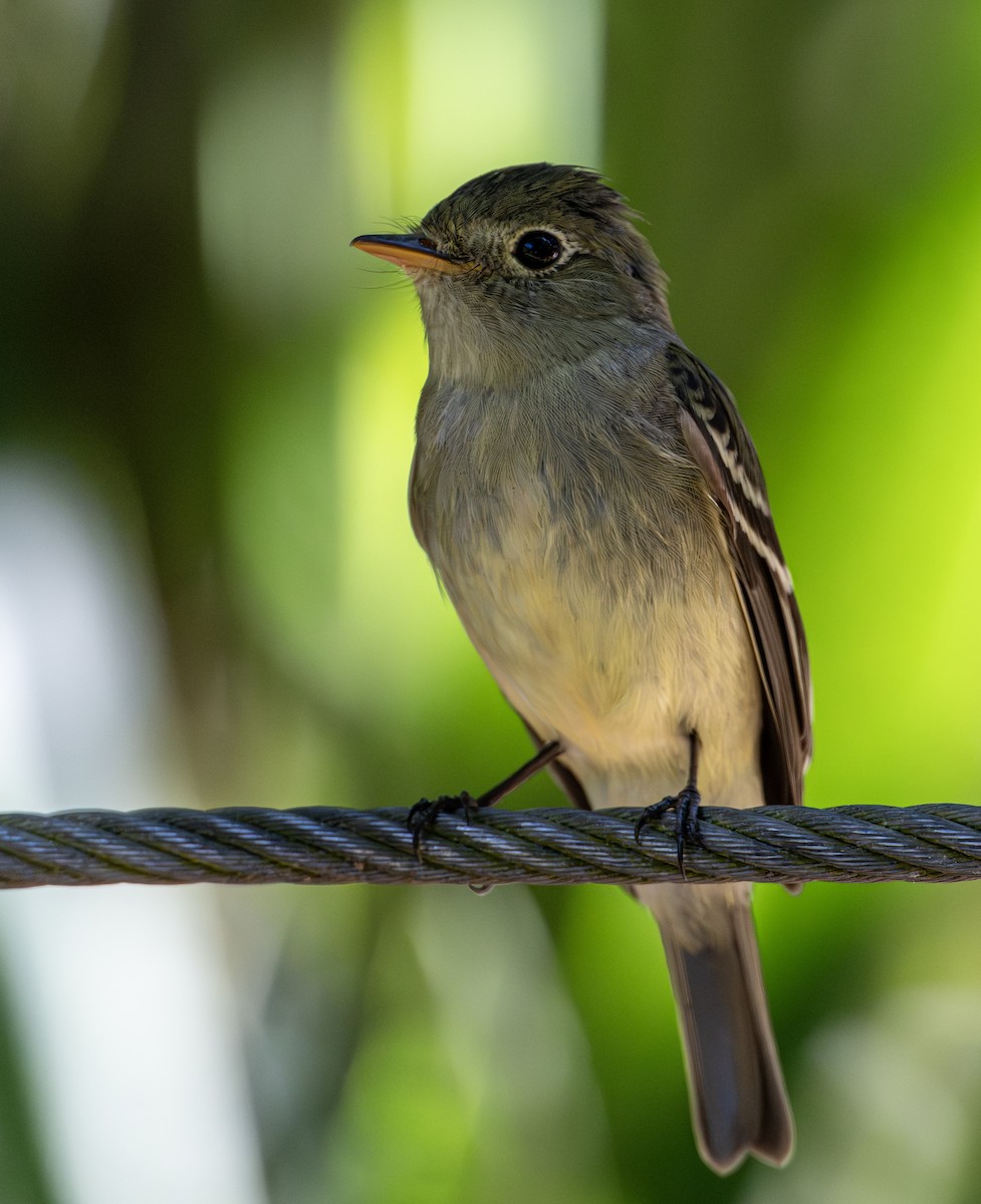 Піві-малюк жовточеревий - ML652609365