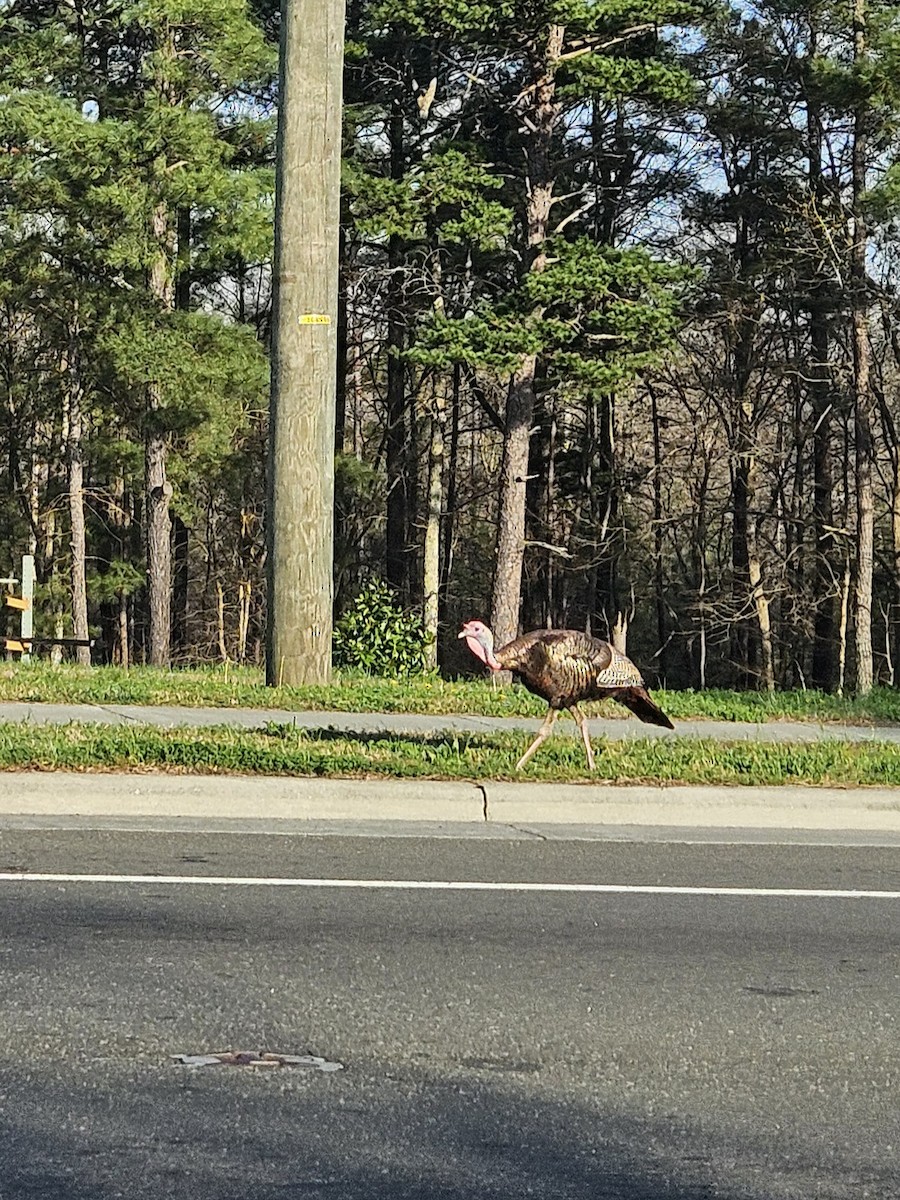 Wild Turkey - ML652609370
