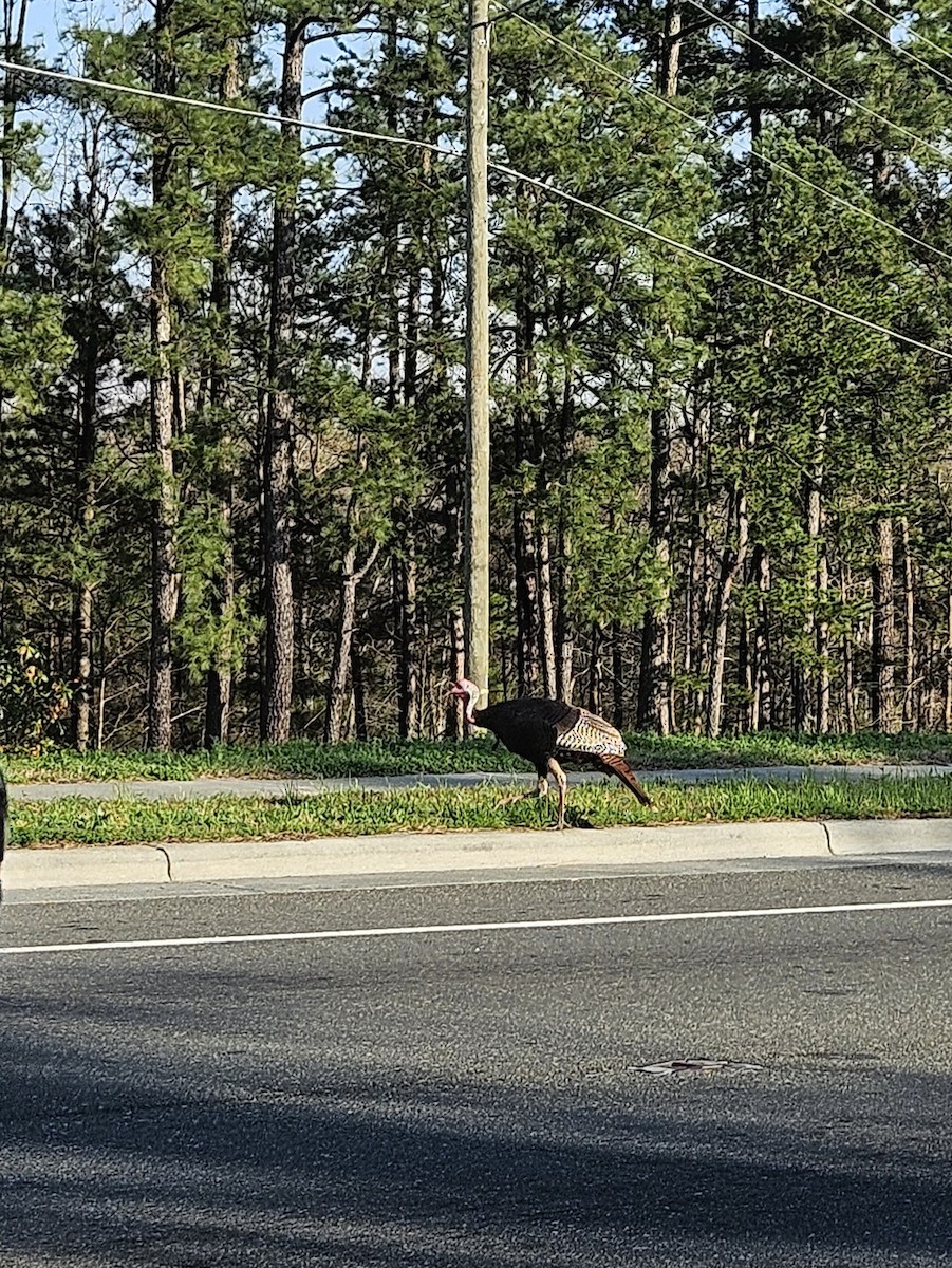 Wild Turkey - ML652609371
