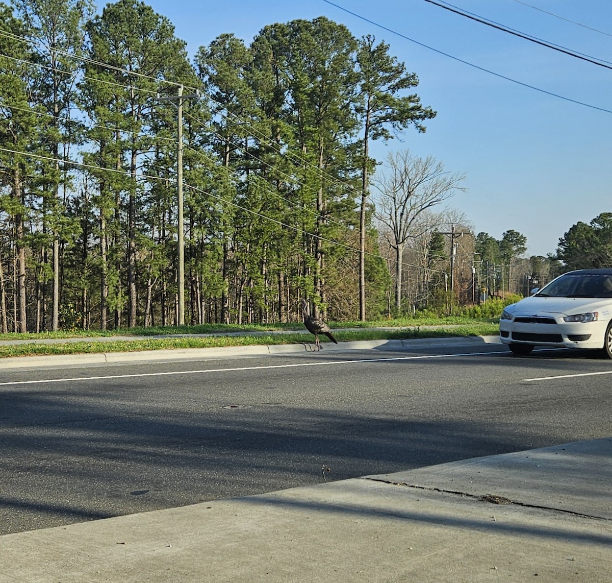 Wild Turkey - ML652609372