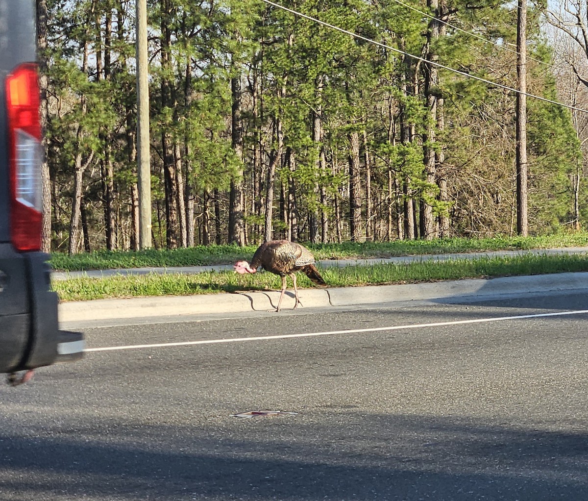 Wild Turkey - ML652609373