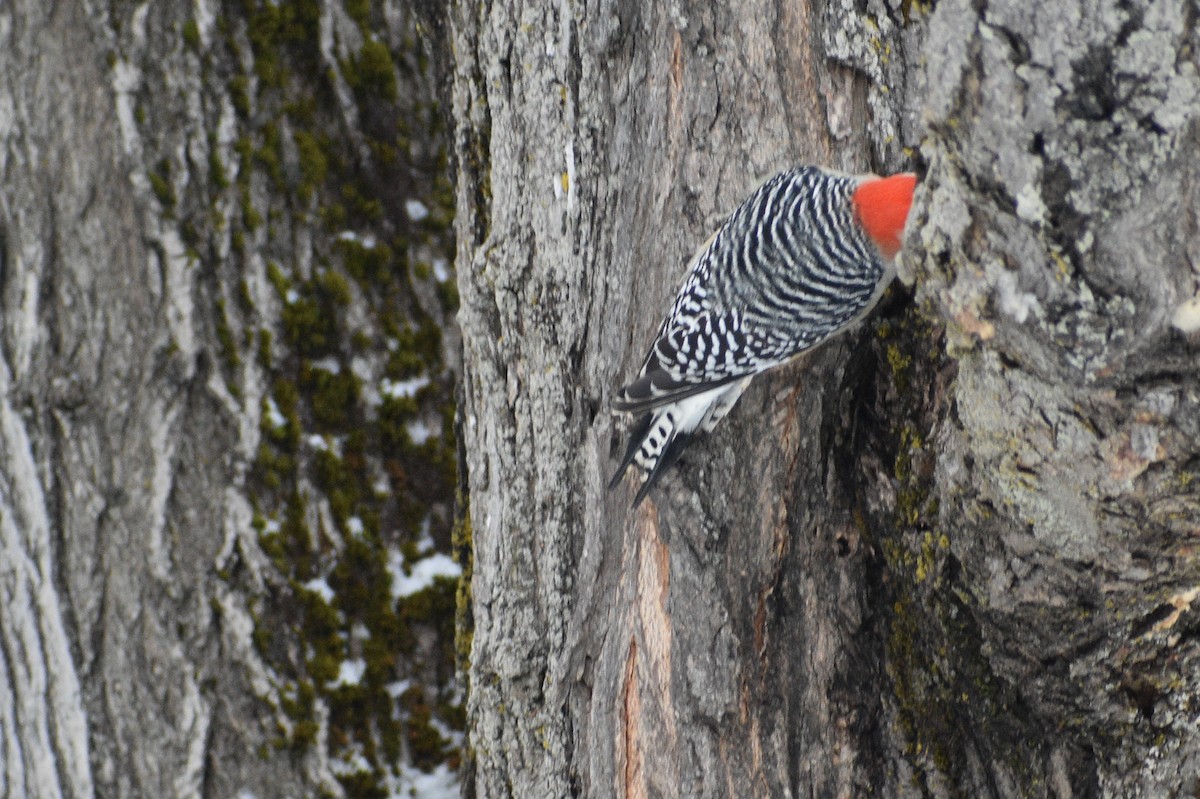 Carpintero de Carolina - ML652609729