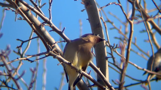 Cedar Waxwing - ML652609808