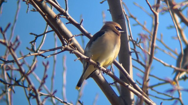 Cedar Waxwing - ML652609809