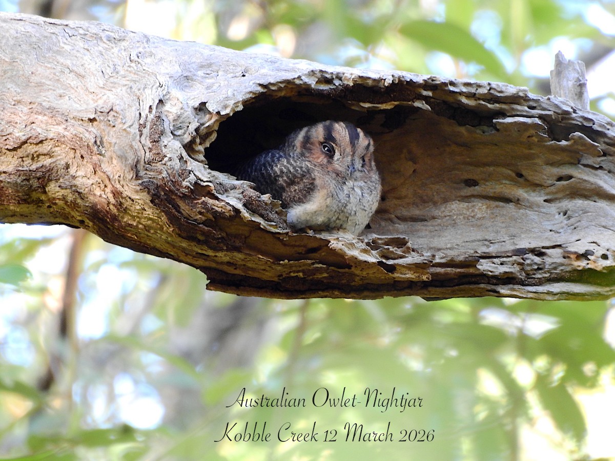 Baumhöhlenschwalm - ML652609862