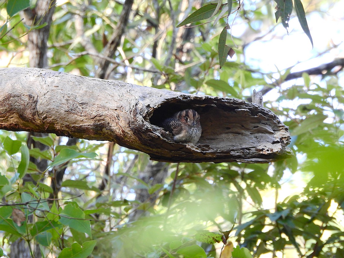 Baumhöhlenschwalm - ML652609863