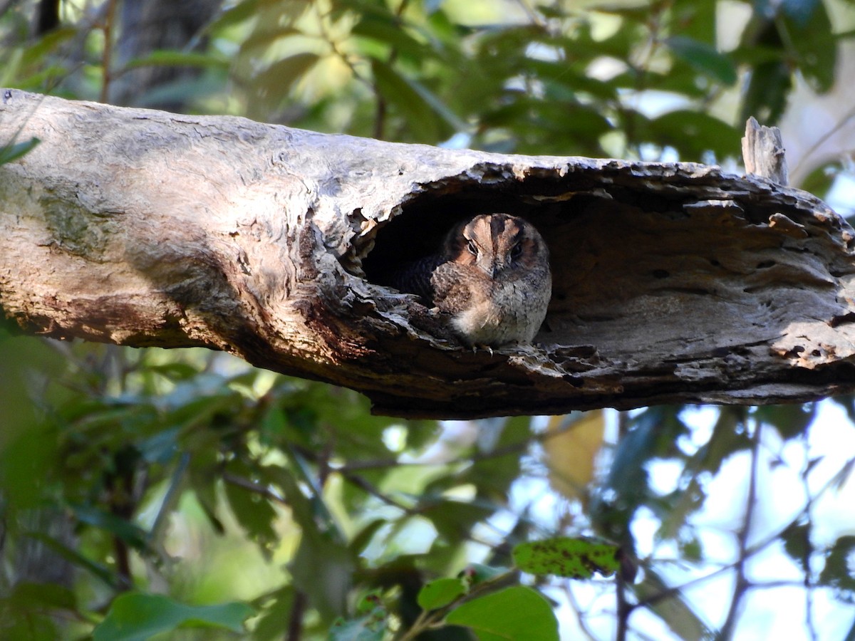 Baumhöhlenschwalm - ML652609864