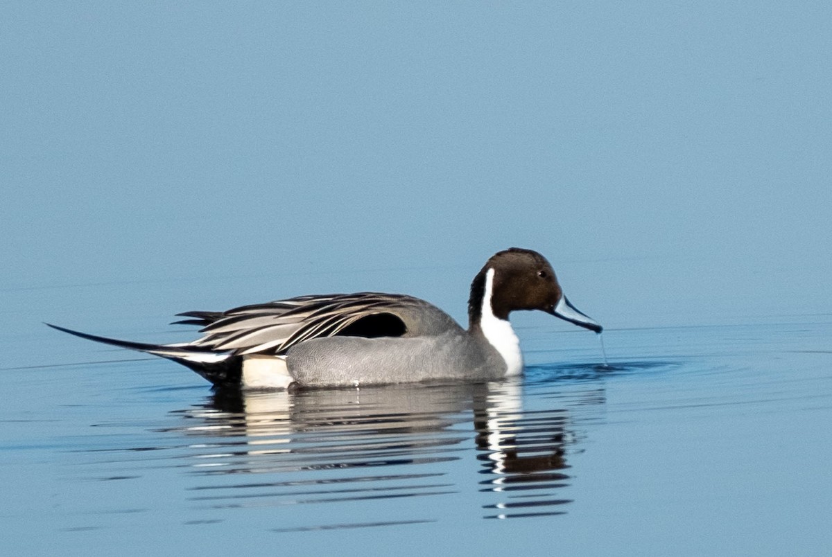 Шовтгор алаг нугас - ML652609876