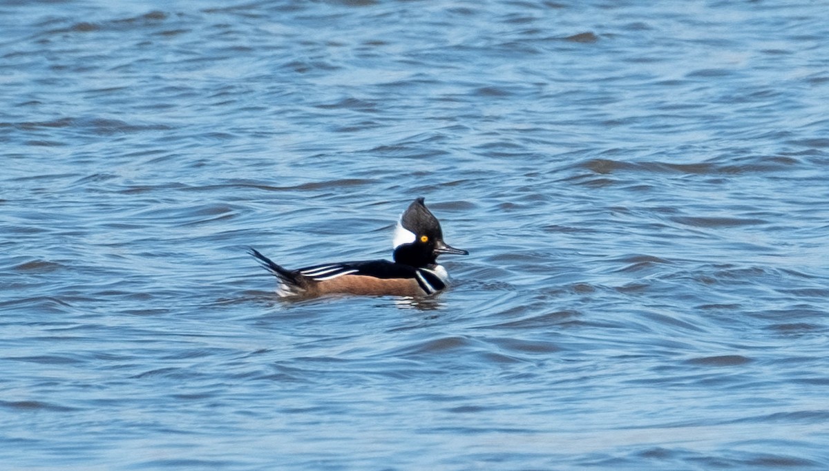 Hooded Merganser - ML652609950