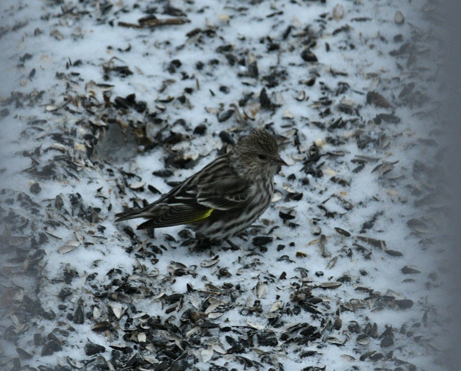 マツノキヒワ - ML652610084