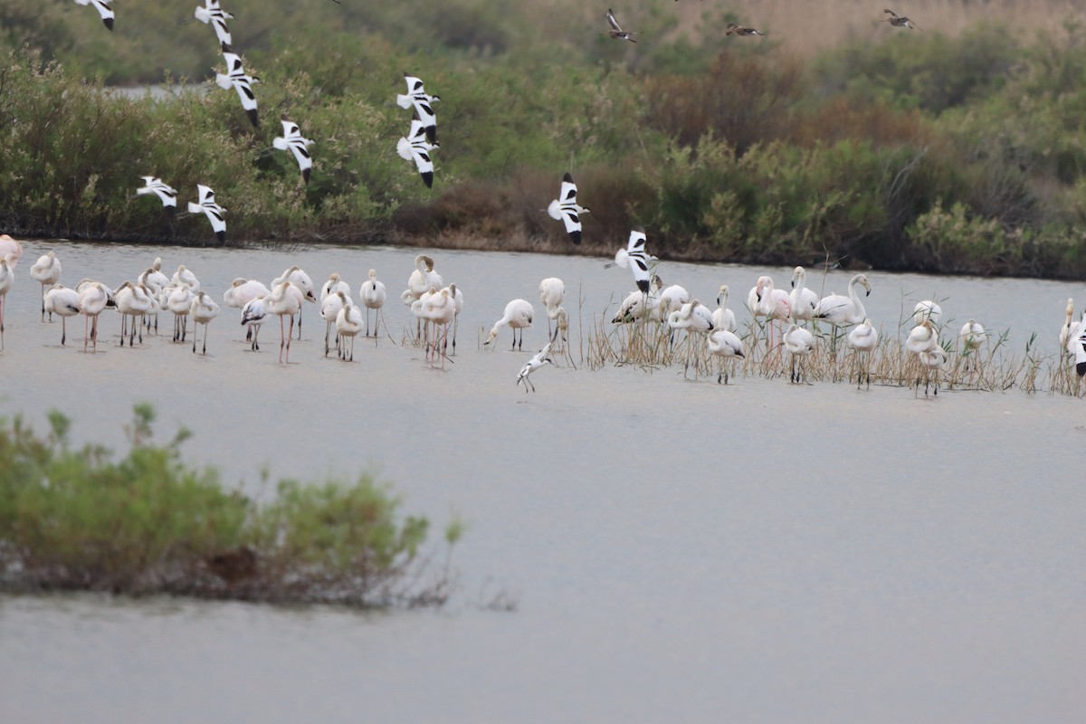 Шилоклювка - ML652610198