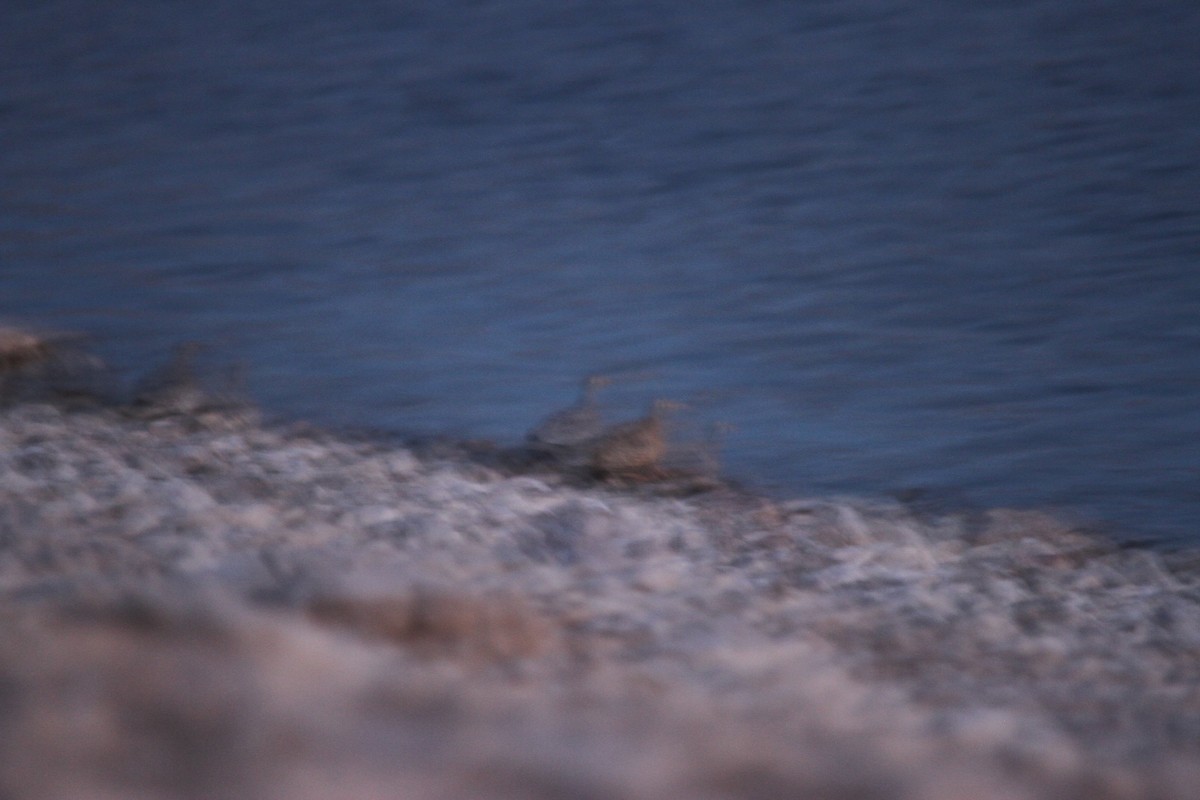 Wellenflughuhn - ML652610494